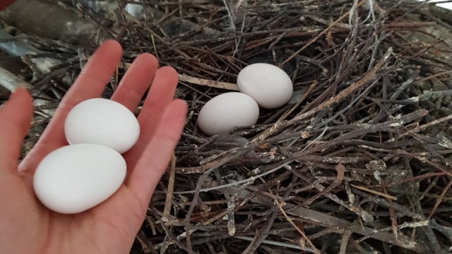 Tiere: Auch die Taubenhilfe will, dass in Zukunft weniger Tauben geboren werden. Deswegen tauschen sie Eier in Nestern gegen Fakeeier aus Gips aus.