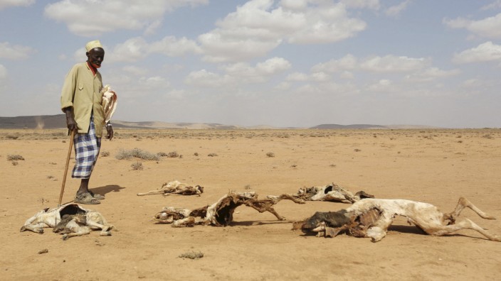 Welternährung: Verendete Tiere in Somaliland am Horn von Afrika: Die Region erlebt die schwerste Dürre seit 40 Jahren.