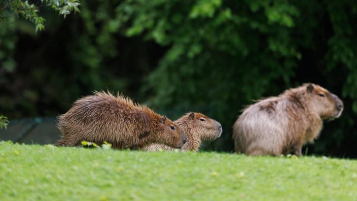 Capybaras: Capybaras im Tierpark Hellabrunn in harmonischer Eintracht.