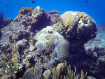 Korallenkrankheit: „Die tödlichste Störung, die jemals in der Karibik registriert wurde“