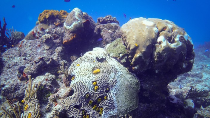 Korallenkrankheit: Die "Stony Coral Tissue Loss Disease" führt binnen Wochen zum Absterben von Korallen.