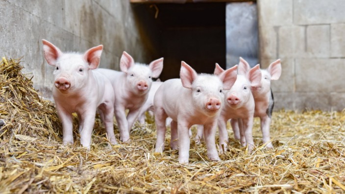 Landwirtschaft: Schweine sollen künftig im Stall mehr Platz bekommen, wenn es nach den Plänen von Cem Özdemir geht.