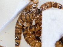 Umwelt: „Superwürmer“ ernähren sich von Styropor