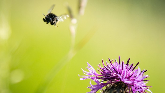 Artenvielfalt: Blütenpflanzen müssen zunehmend um bestäubende Insekten wie Bienen konkurrieren.
