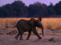 Dagmar Leupold: „Dagegen die Elefanten!: Zarter Stoff