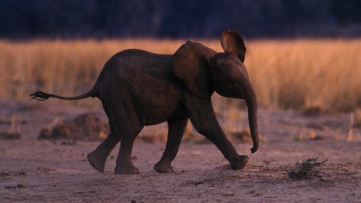 Dagmar Leupold: "Dagegen die Elefanten!: Sollen sich die Menschen mal zum Vorbild nehmen: die Sanftmütigkeit der Elefanten.
