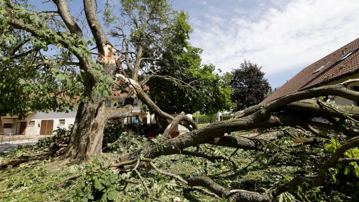 Hagelsturm in Moosburg und Umgebung: Auch diesem etwa 55 Jahre alten Kastanienbaum auf einem Hof in Schwaig, zwischen Nandlstadt und Moosburg gelegen, hat der Sturm stark zugesetzt. Zum Glück für die Bewohner ist er nicht auf das angrenzende Haus gestürzt.