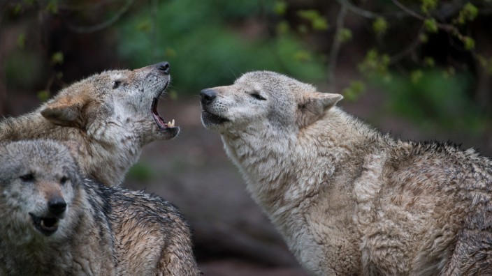 Almwirtschaft: Politiker im bayerischen Alpenvorland fordern, dass Wölfe schneller abgeschossen werden sollen.