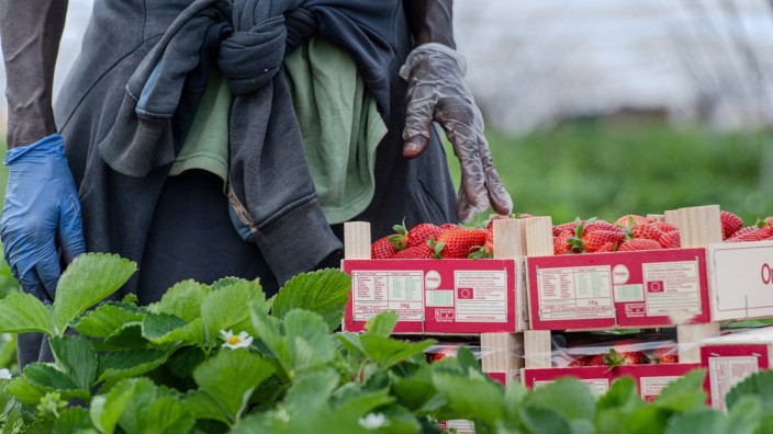Konsum: Mit den Preisen der spanischen Erdbeerbauern können die deutschen Erzeuger nicht konkurrieren - selbst wenn die Wetterbedingungen hierzulande wie dieses Jahr sehr gut waren.
