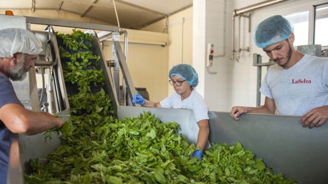 Organic farming: leaves for millions of jars: the basil production line in La Selva.