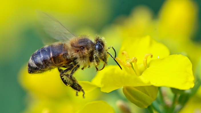 Nepomuk: Eine Biene im Landeanflug auf eine Rapsblüte: In Starnberg weiß man das kleine Nutztier durchaus zu schätzen und ist nun stolz auf die Auszeichnung "bienenfreundliche Kommune".