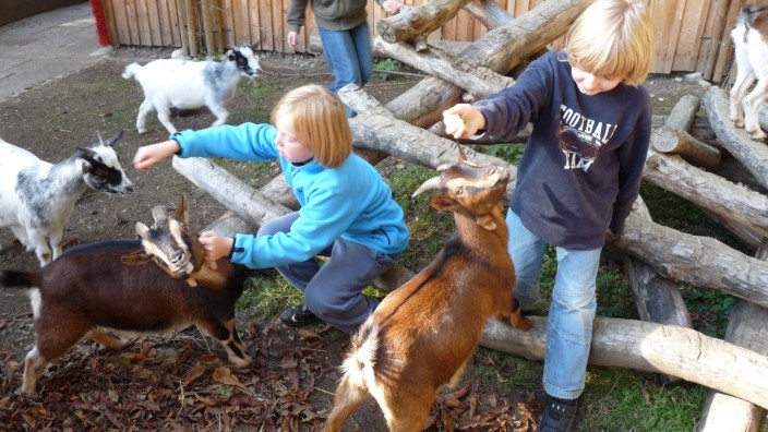 Neuaubing und Ramersdorf: Ziegen streicheln inklusive: Die Kinder- und Jugendfarm in Ramersdorf wird gerne genutzt.