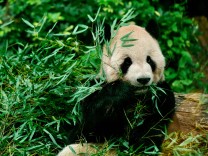 Evolution: Wie Pandas zu Vegetariern wurden