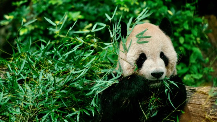 Evolution: Pandas ernähren sich heute fast ausschließlich von Bambus. Weil sie davon sehr viel fressen müssen, war die Entwicklung des falschen Daumens eine große Hilfe.
