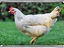 SZ-Kolumne „Bester Dinge“: Ich wollt, ich wär ein Huhn