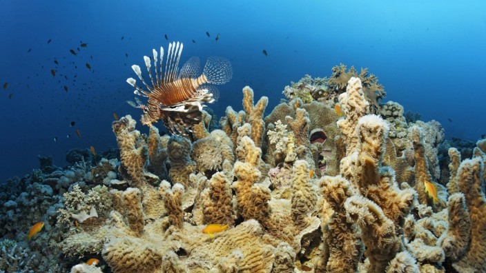 Ozeankonferenz der Vereinten Nationen: Nicht überall ist das Meer noch so artenreich wie hier: indischer Rotfeuerfisch über einer Steinkoralle im Roten Meer vor Ägypten.