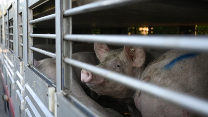 Landwirtschaft: Schweine warten in einen Anhänger auf den Transport zum Schlachthof. In einem Betrieb im Landkreis Emsland ist die Afrikanische Schweinepest (ASP) nachgewiesen worden.