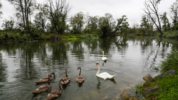 Biotop: Schutz für Vögel und gefährdete Tierarten: Das Ampermoos ist eines der letzten Flusstal-Niedermoore in Bayern.