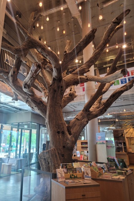 Nachhaltigkeit in Hamburg: In der Lobby windet sich ein Baum Richtung Decke - es ist eine Dauerleihgabe des Künstlers Ai Weiwei.