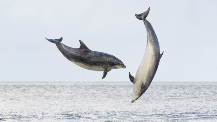 Urlaub in Schottland: Mit etwas Glück sieht man entlang des "Whale Trail" spielende Delfine.