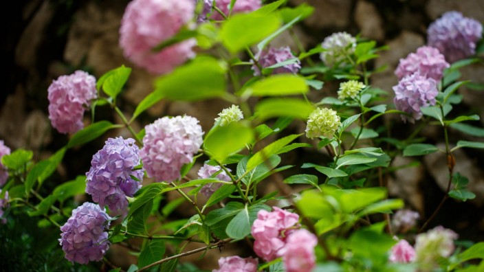 Garten: Eine echte Augenweide, solange Boden, Standort und Pflege stimmen: Hortensienbusch.