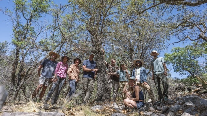 Artenschutz: Forschergruppe mit Fundstück Quercus tardifolia. Der Eiche geht es nicht gut.