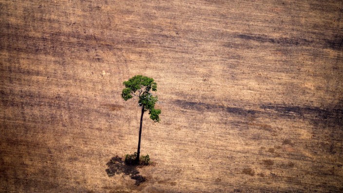 Artenschutz: Illegal gerodete Waldfläche in Brasilien - mehr als jede zehnte Baumart der Erde wird zu stark abgeholzt.