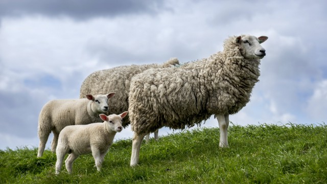 Psychische Erkrankungen: Die Schafe, die zur Therapie eingesetzt werden, sind Teil einer großen Nutzherde.