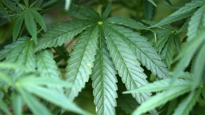 Aus dem Polizeibericht: Eine illegale Cannabis-Plantage hat ein Landratsamts-Mitarbeiter nahe des Tölzer Freibads Eichmühle entdeckt.
