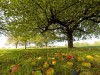 Äpfel liegen unter einem Apfelbaum, Obstwiese, Hessen, Deutschland, Europa Copyright: imageBROKER/OttfriedxSchreiter ibx