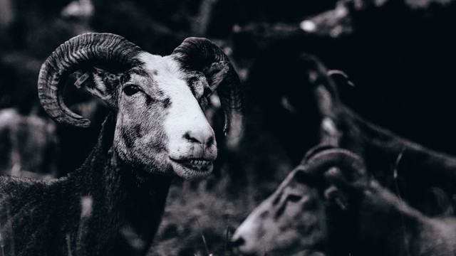 Kolumne: Meine Leidenschaft: "Ich porträtiere sie so, als wären sie Menschen." Armin Rohde über Schafe, die er sehr gerne fotografiert.