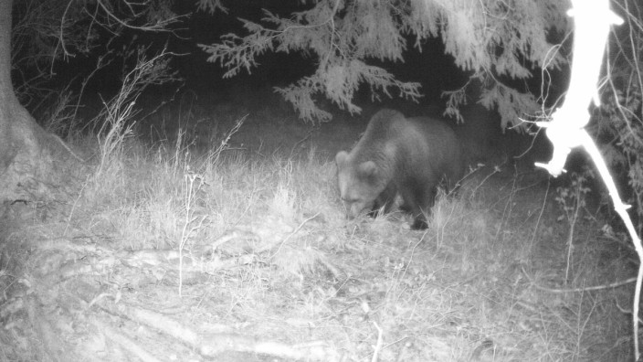 Wildtierkamera: Eine Wildtierkamera im Landkreis Garmisch-Partenkirchen schoss Anfang Mai ein Foto von einem Braunbären. Ob es sich bei dem zuletzt gesichteten Bären um das selbe Tier handelt, ist noch unklar.