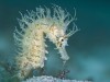A female Yellow seahorse Hippocampus guttulatus Capo Galera Alghero Sardinia Italy Mediterran