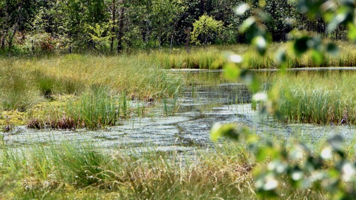 Als Folge der zunehmenden Trockenheit: Das Haspelmoor verliert zunehmend an Feuchtigkeit. Auch der kleine See im ehemaligen Torfstichgebiet wird weniger.