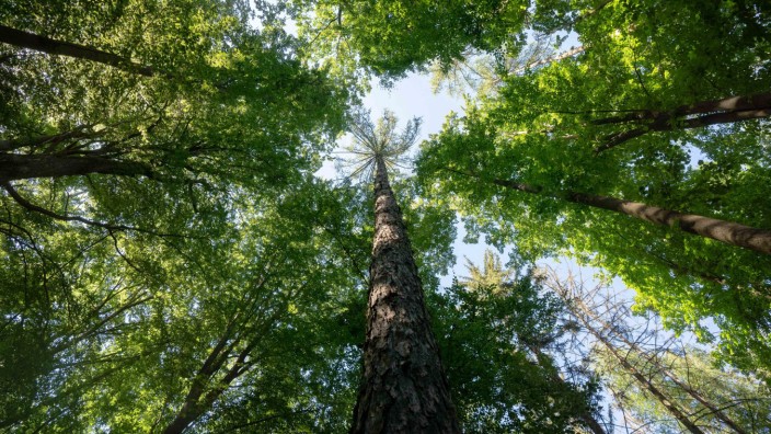Umwelt: Den Wäldern in Bayern setzen vor allem die trockenen und heißen Sommer der vergangenen Jahre zu.