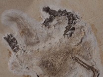 Restitution: Dinosaurier-Fossil soll nach Brasilien zurück