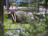 Finnland: Liegt ein Walross im Garten
