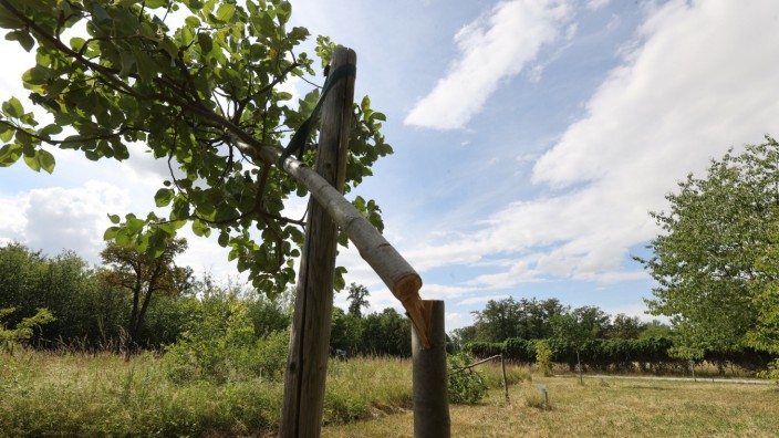 Erinnerungsbäume an KZ-Häftlinge in Buchenwald abgesägt