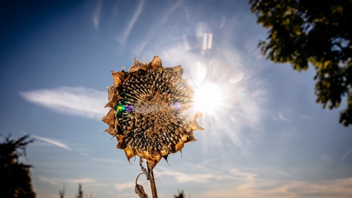 Landkreis Fürstenfeldbruck: Die Sonne brennt erbarmungslos vom Himmel, dabei würde sich die Sonnenblume ein paar Tage Dauerregen wünschen.