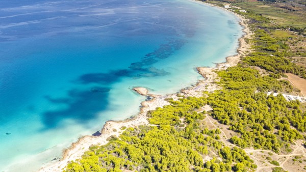 Punta della Suina sand beach framed by Mediterranean pine trees, aerial view, Gallipoli, Lecce province, Salento, Apulia