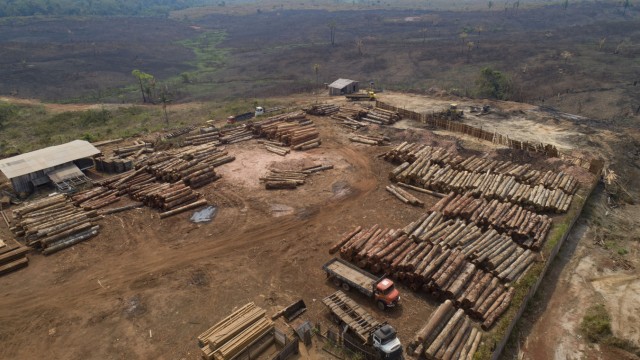 Umweltschutz: Die Abholzung des Regenwaldes ist ein globales Problem - das Bild zeigt ein Sägewerk in Brasilien, umgeben von verkohlten und abgeholzten Flächen.