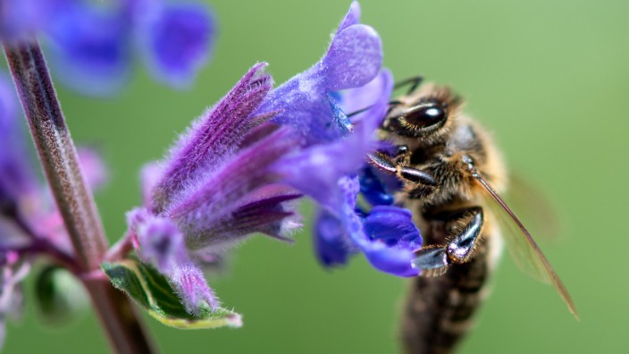 Drei Jahre Volksbegehren "Rettet die Bienen!": Geht es den Bienen jetzt besser? Eine Bilanz drei Jahre nach dem Volksbegehren "Rettet die Bienen!"