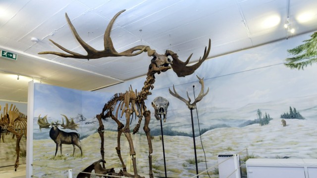 Taufkirchen: Ein originales Riesenhirsch-Skelett, das rund 45 000 Jahre alt ist.