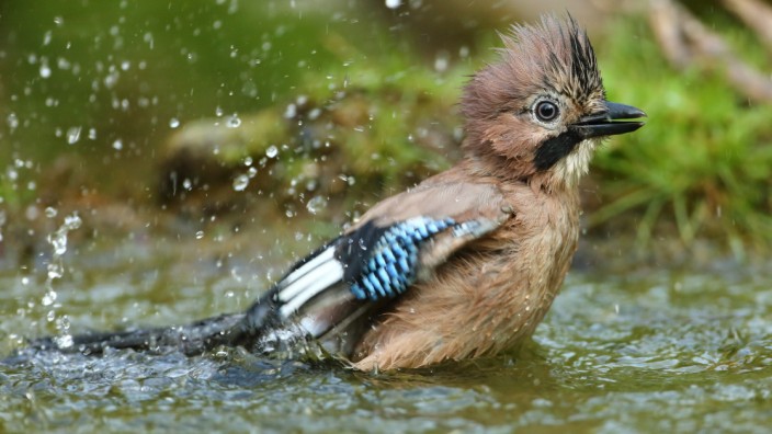 München heute: Vögel wie der Eichelhäher nehmen Bademöglichkeiten sehr gerne an.