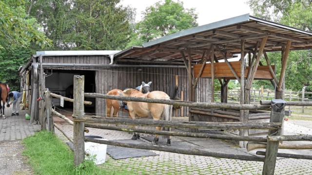 Vogelschutz: Im Offenstall von Christel Boente in Alling finden Pferde und Schwalben Platz.