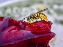 Insekten: Warum Wespen wunderbar sind