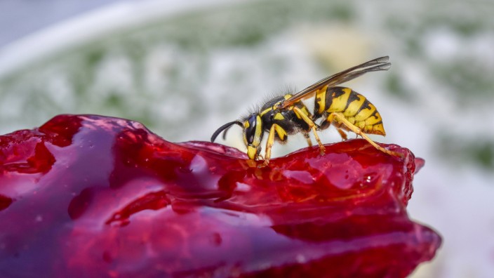 Insekten: Diese Wespe muss eine Rentnerin sein - sonst hätte sie gar keine Zeit, an einem Himbeerkuchen zu naschen.