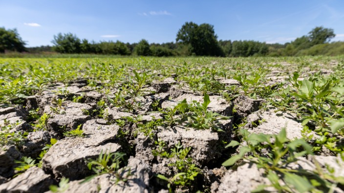 Wassermangel: Der Boden eines Karpfenteichs des Erlanger Teichwirts Peter Oberle ist vollkommen ausgetrocknet und aufgerissen.