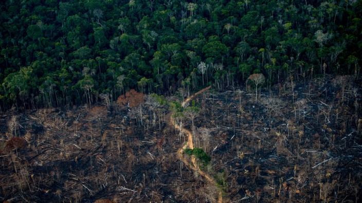 Brasilien: Im Amazonas-Gebiet schreitet die Abholzung allen Protesten zum Trotz voran. Naturschützer befürchten, dass der geplante Ausbau einer weiteren Straße nur dazu dienen könnte, noch mehr Regenwald zu fällen.