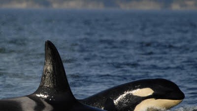 Mysteriöses Wal-Sterben: Das Bild zeigt einen Orca-Wal mit seinem Jungen. In den kanadischen Gewässern ist eine Gruppe von Walen spurlos verschwunden - offenbar sind die Tiere verhungert.